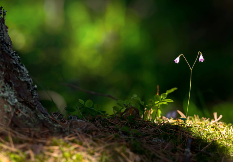 Führungen durch den botanischen Garten La Linnaea