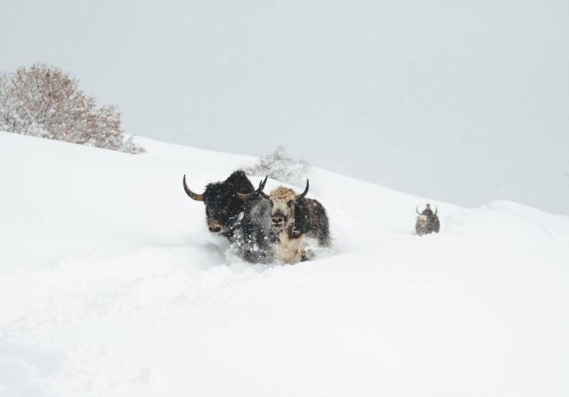 Balade nocturne avec les yaks
