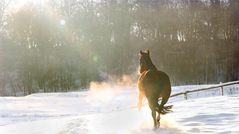 Equitazione