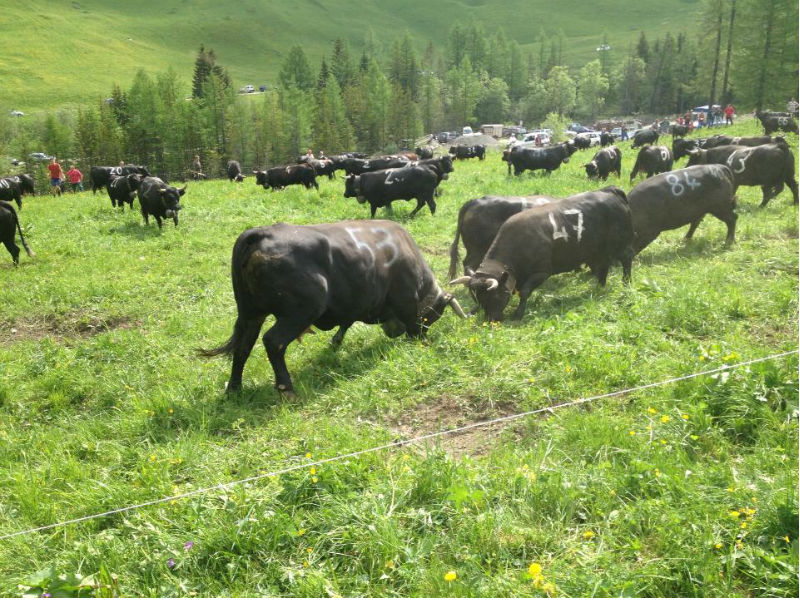 Alpeggio Inalpe a La Léchère-Plan la Chaux