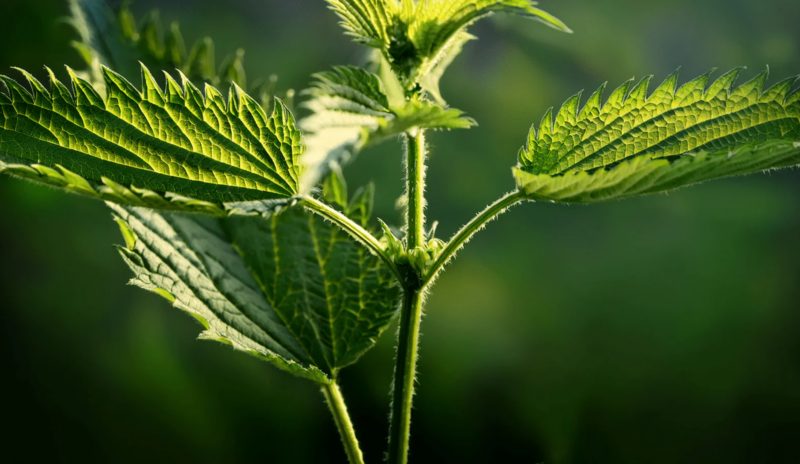 À la découverte des plantes comestibles