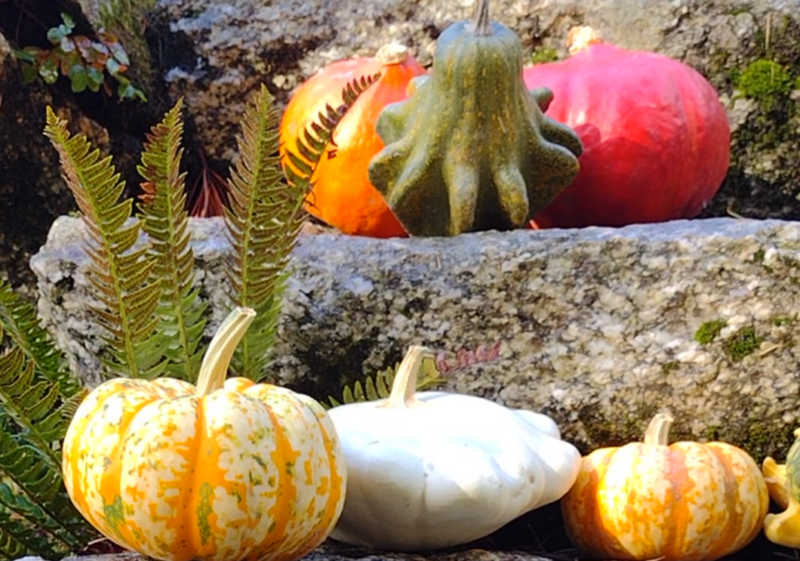 Halloween at the Garden