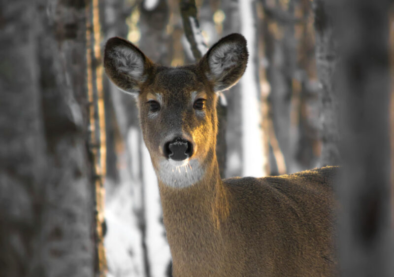 Ma chi vive qui in inverno?