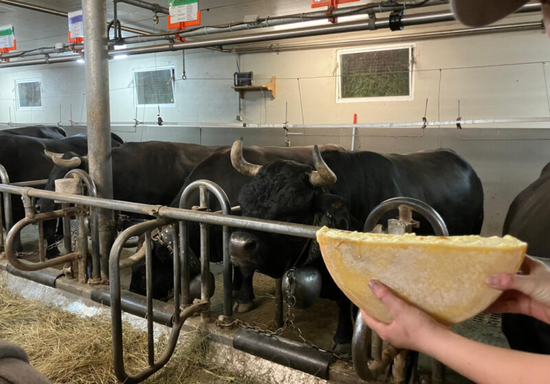 Visita alla fattoria