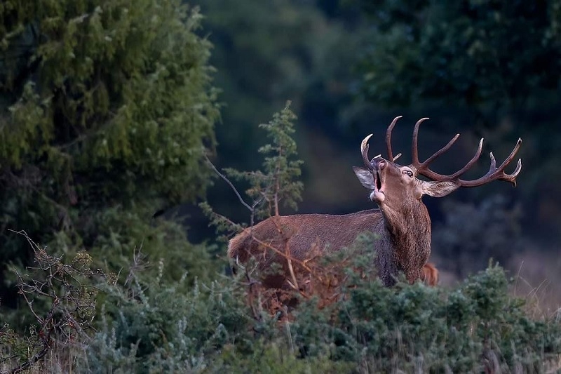 Stag's bark