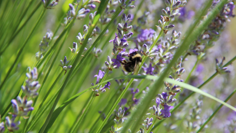 Roundtable Discussion on Health Through Plants and Bees