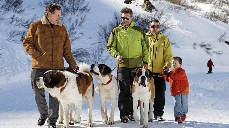 Winter hiking with Saint Bernard dogs