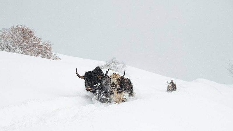 Passeggiata notturna con gli yak