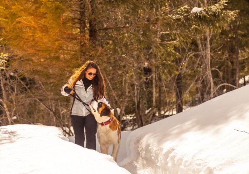 Passeggiate invernali con i cani San Bernardo