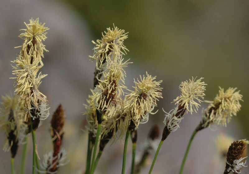 Le Cyperaceae possono essere piuttosto confuse