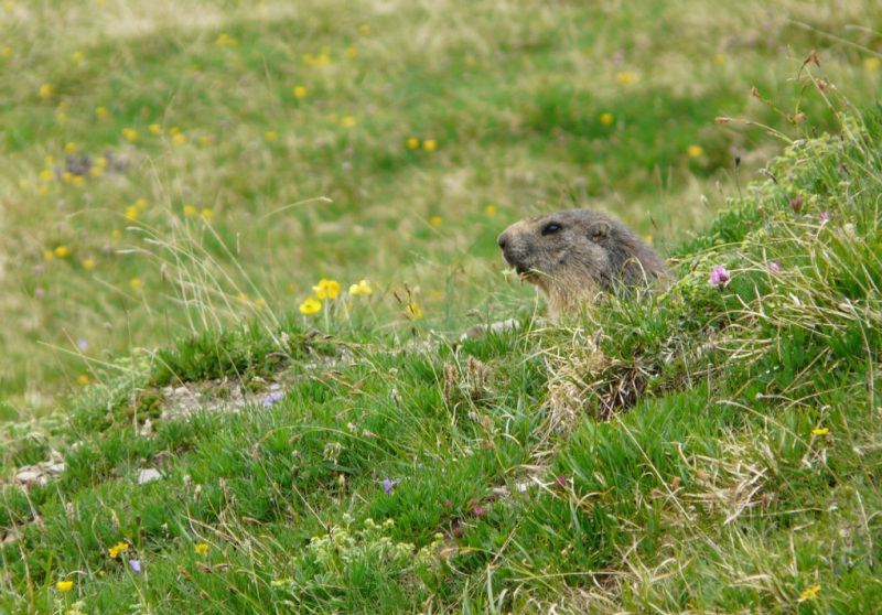 Das Geheimnis der Murmeltiere
