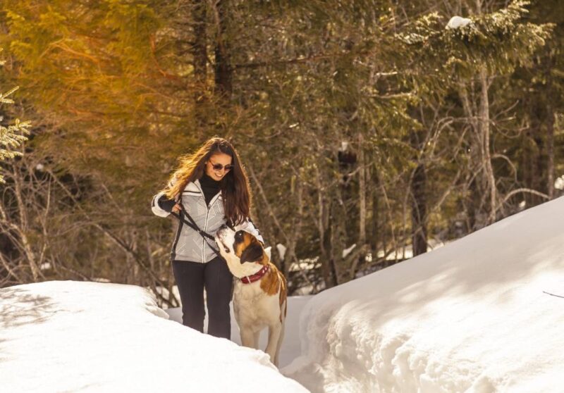 Winterwanderungen mit den Bernhardinerhunden