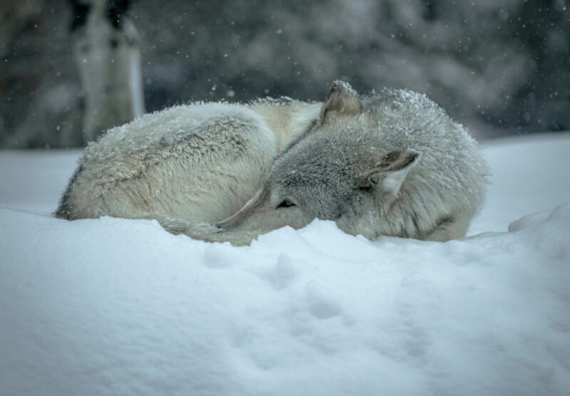 Mito del lupo o realtà?