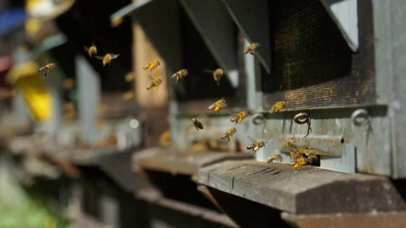 Découvrez le monde fascinant des abeilles