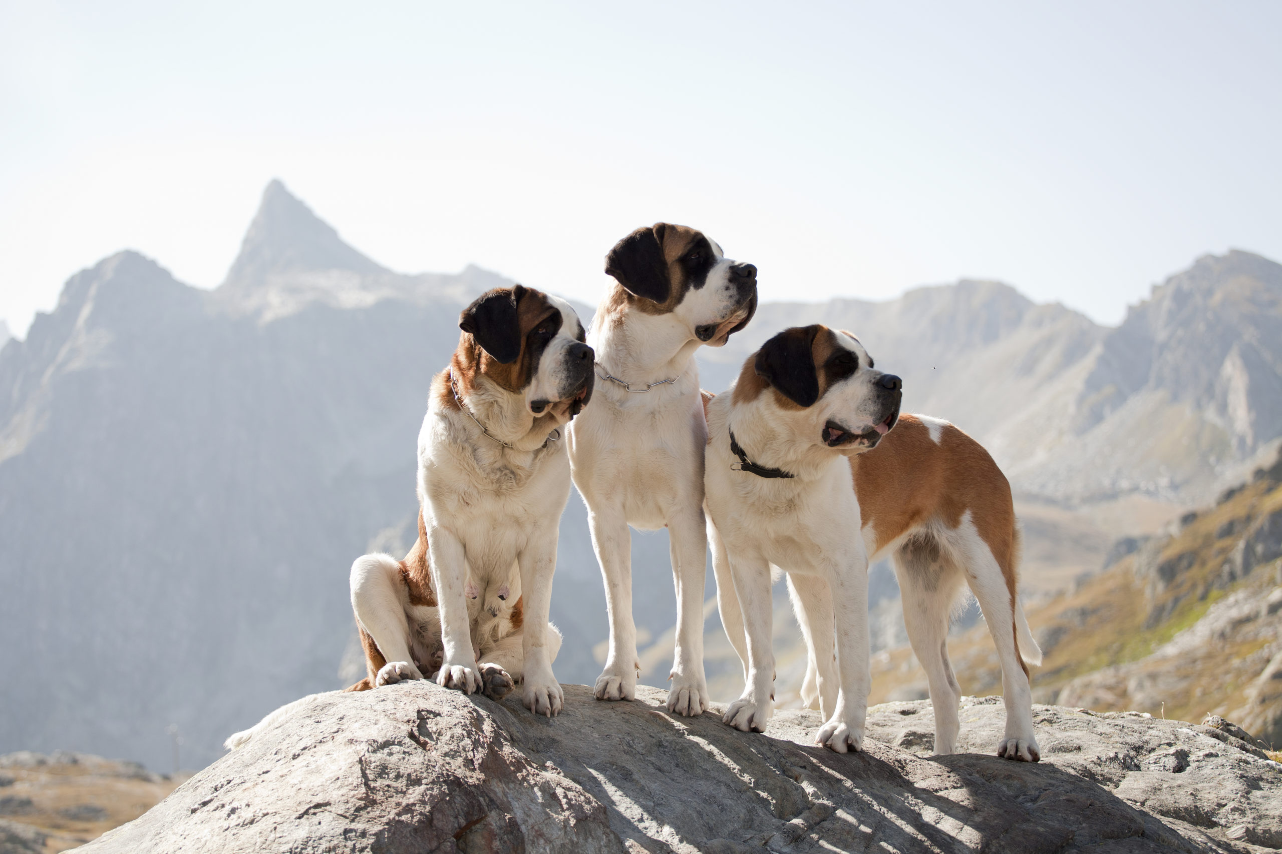 Famous Animals: Barry the Avalanche Dog