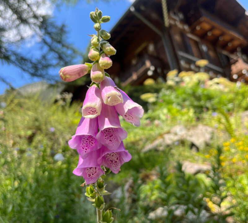 What are poisonous plants?