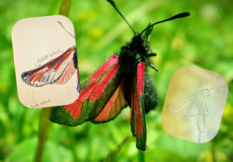 Im Zeichen der Blumen: Wandern und künstlerisches Gestalten