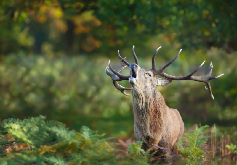 Stag bellow
