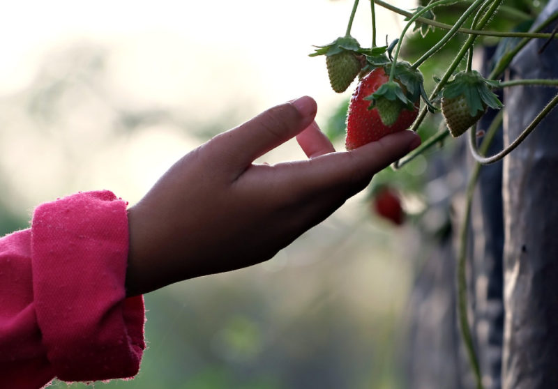 Storia e coltivazione di fragole e lamponi nella regione di Entremont