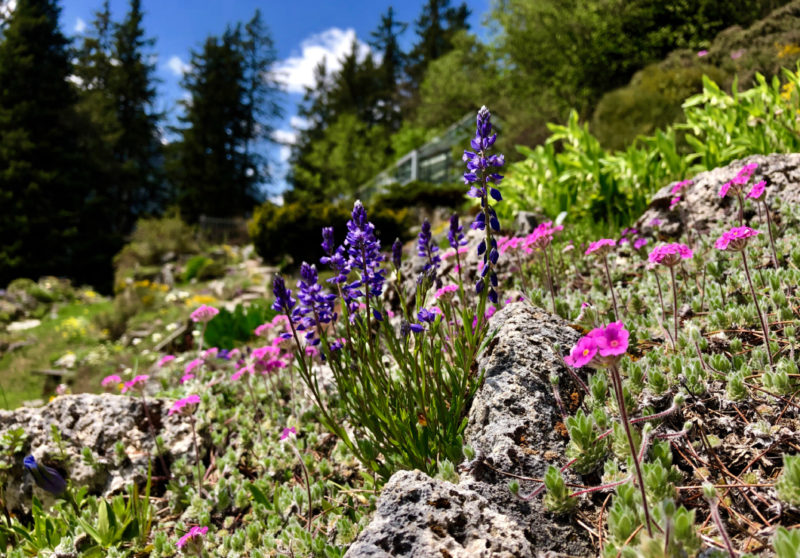 À la découverte des plantes comestibles de la région