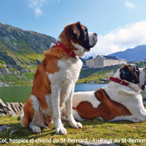 Postkarte - Grand-Saint-Bernard