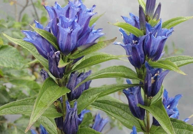 Balade botanique à la découverte des plantes médicinales