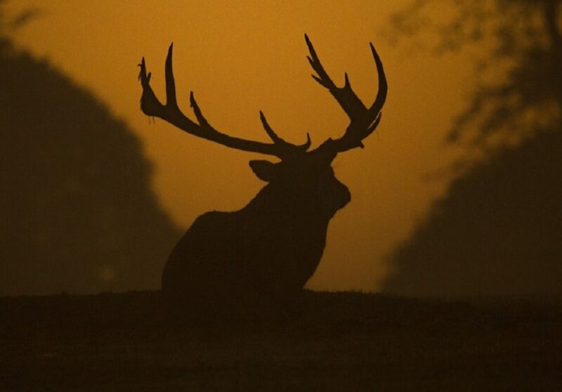 Brame du cerf dans la Combe de l'A