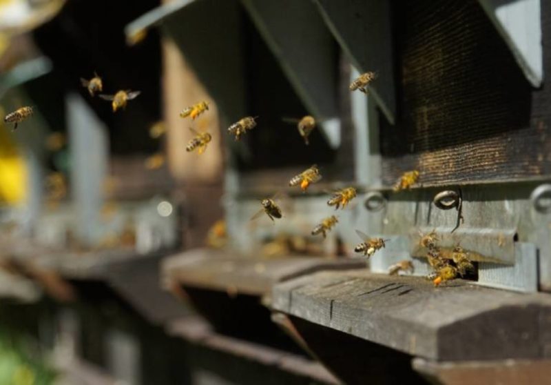 Découvrez le monde fascinant des abeilles