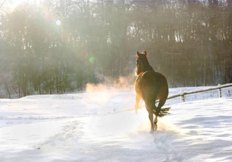 Balades à cheval