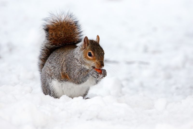 Meet the squirrels