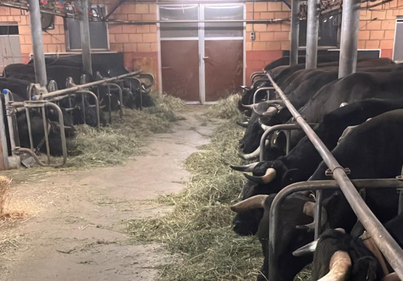 Besuch eines Bauernhofs