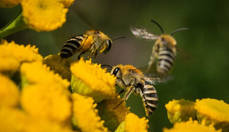 Fête de la nature