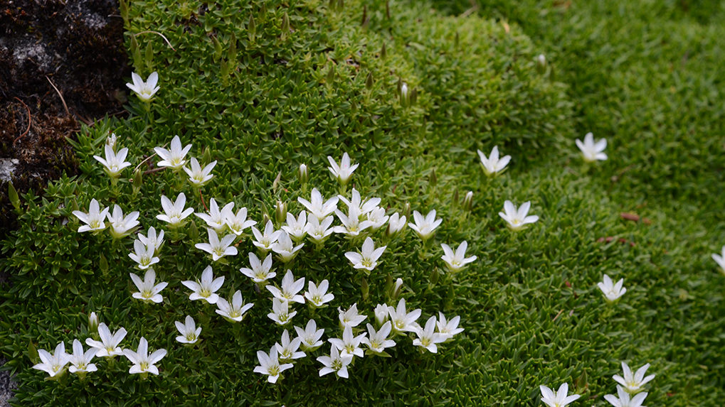 Minuartia graminifolia